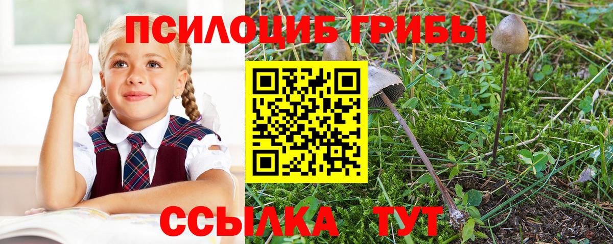 Псилоцибиновые грибы Psilocybine cubensis Щёкино